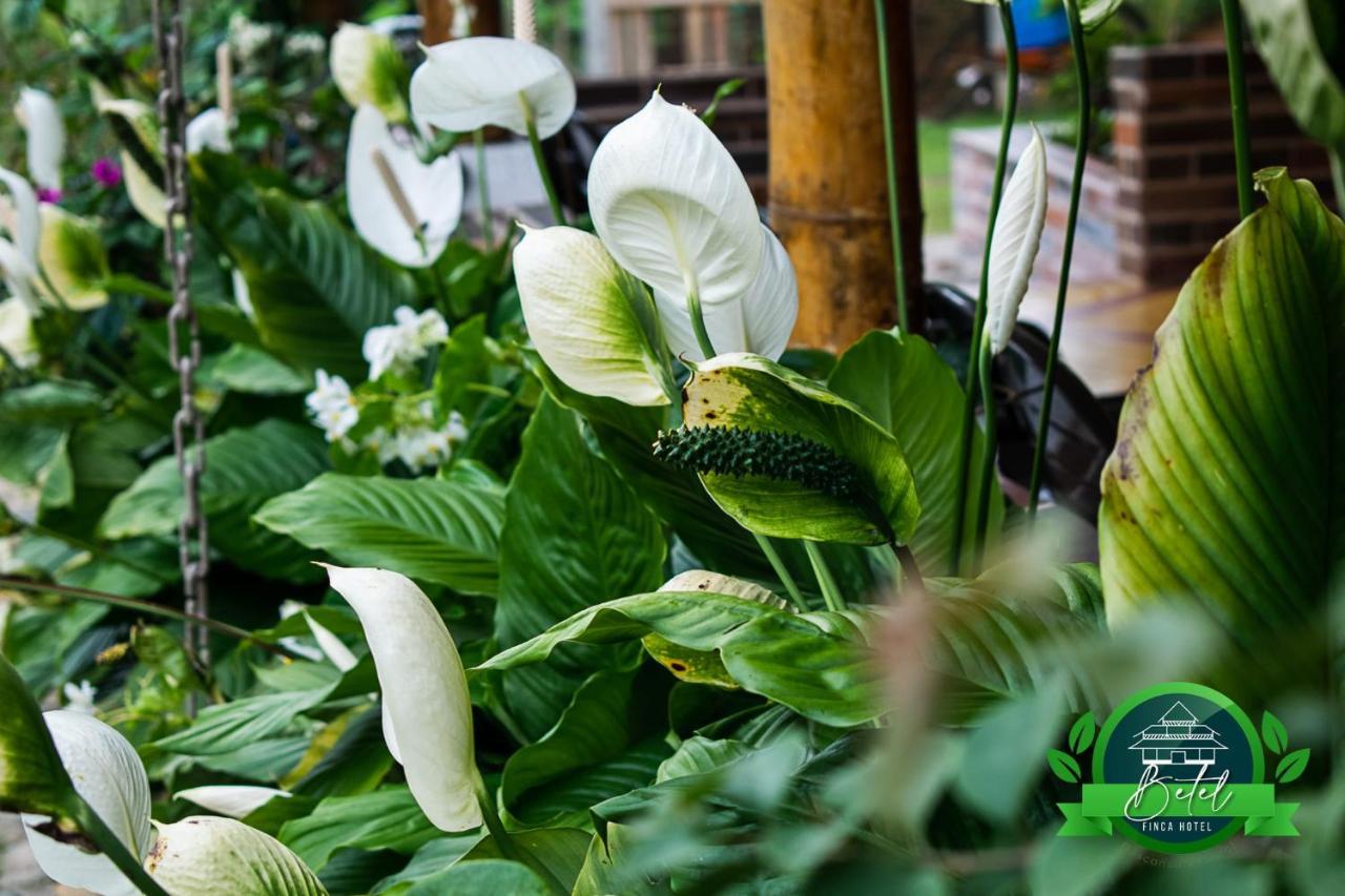 Finca Hotel Betel San Carlos Buitenkant foto