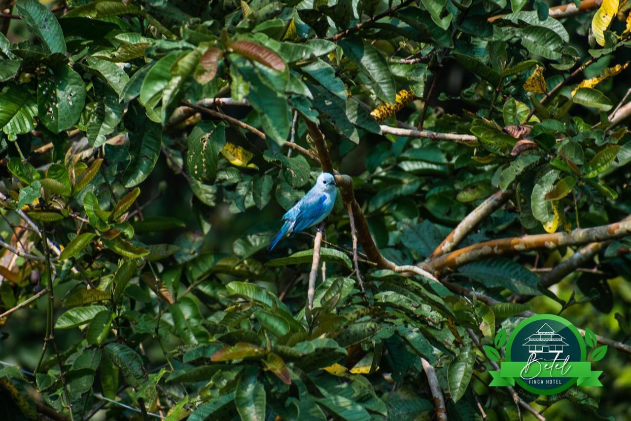 Finca Hotel Betel San Carlos Buitenkant foto