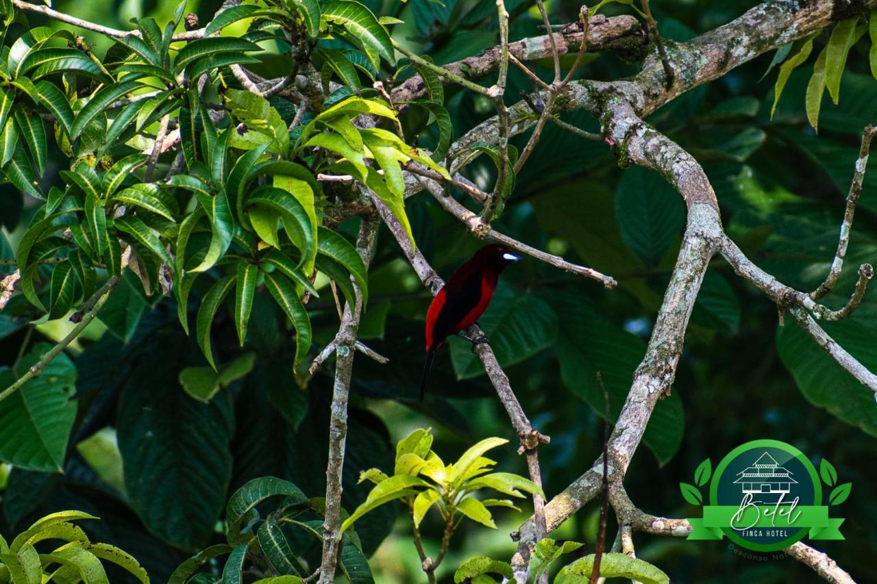 Finca Hotel Betel San Carlos Buitenkant foto